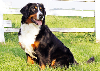 Wilmas 2 Years Old